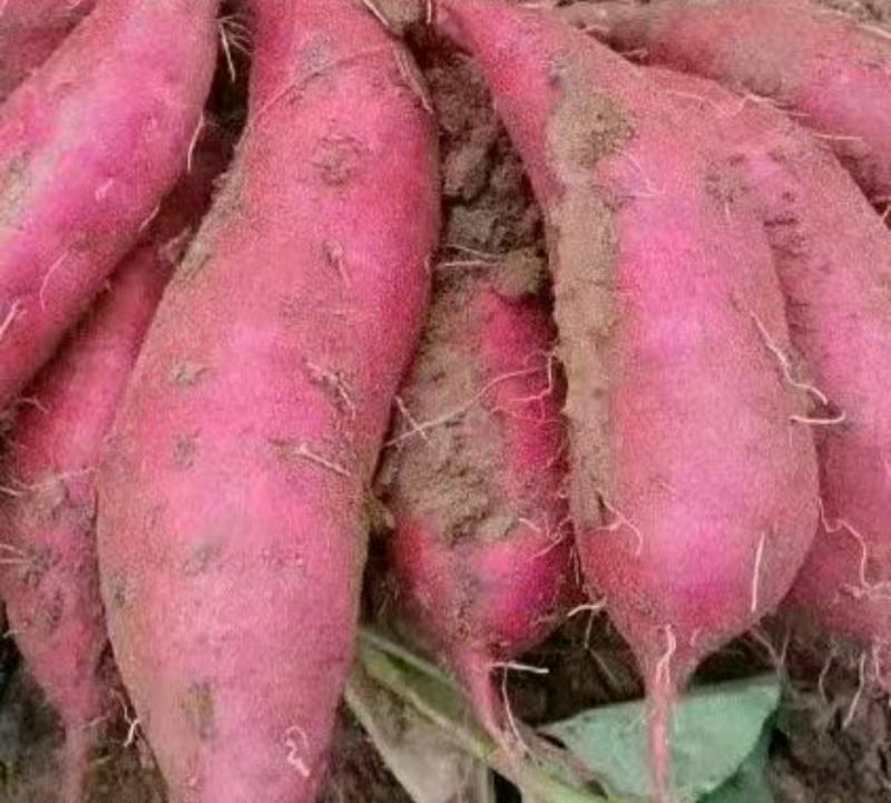 广东湛江精品西瓜红红薯产地发货一手货源批发品质保证价格美