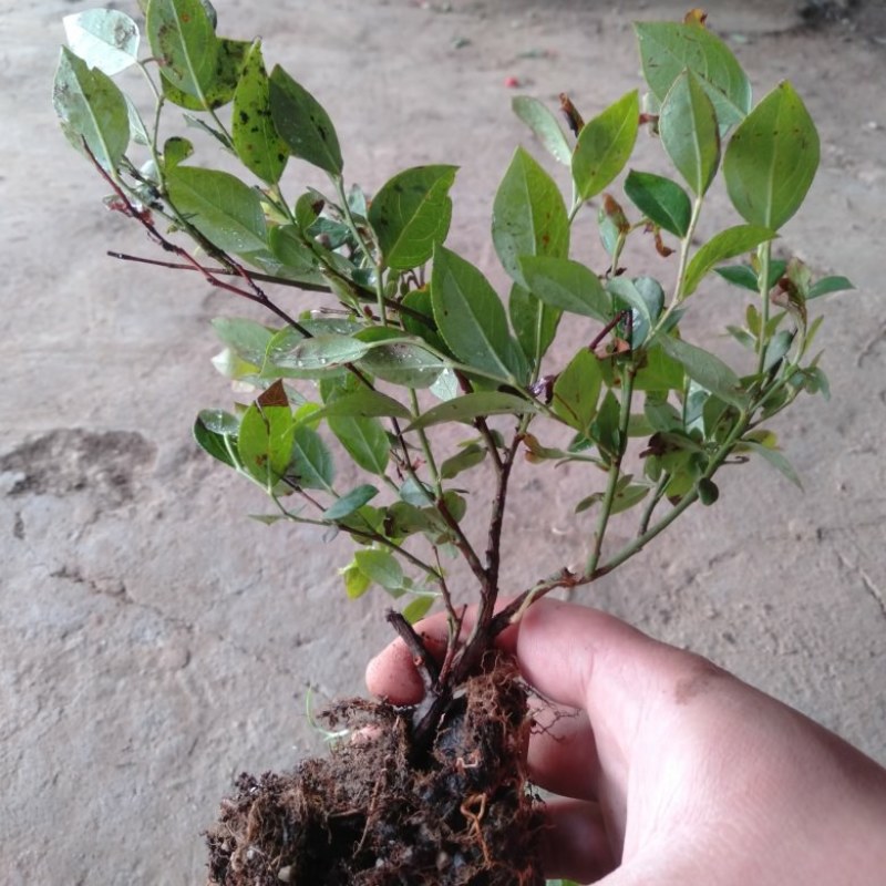 蓝莓果树苗蓝莓苗盆栽地栽果苗大果南北方种植苗兔眼绿宝石果