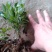 蓝莓果树苗蓝莓苗盆栽地栽果苗大果南北方种植苗兔眼绿宝石果