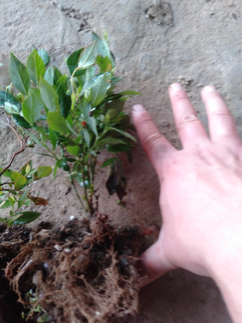 蓝莓果树苗蓝莓苗盆栽地栽果苗大果南北方种植苗兔眼绿宝石果