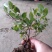蓝莓果树苗蓝莓苗盆栽地栽果苗大果南北方种植苗兔眼绿宝石果