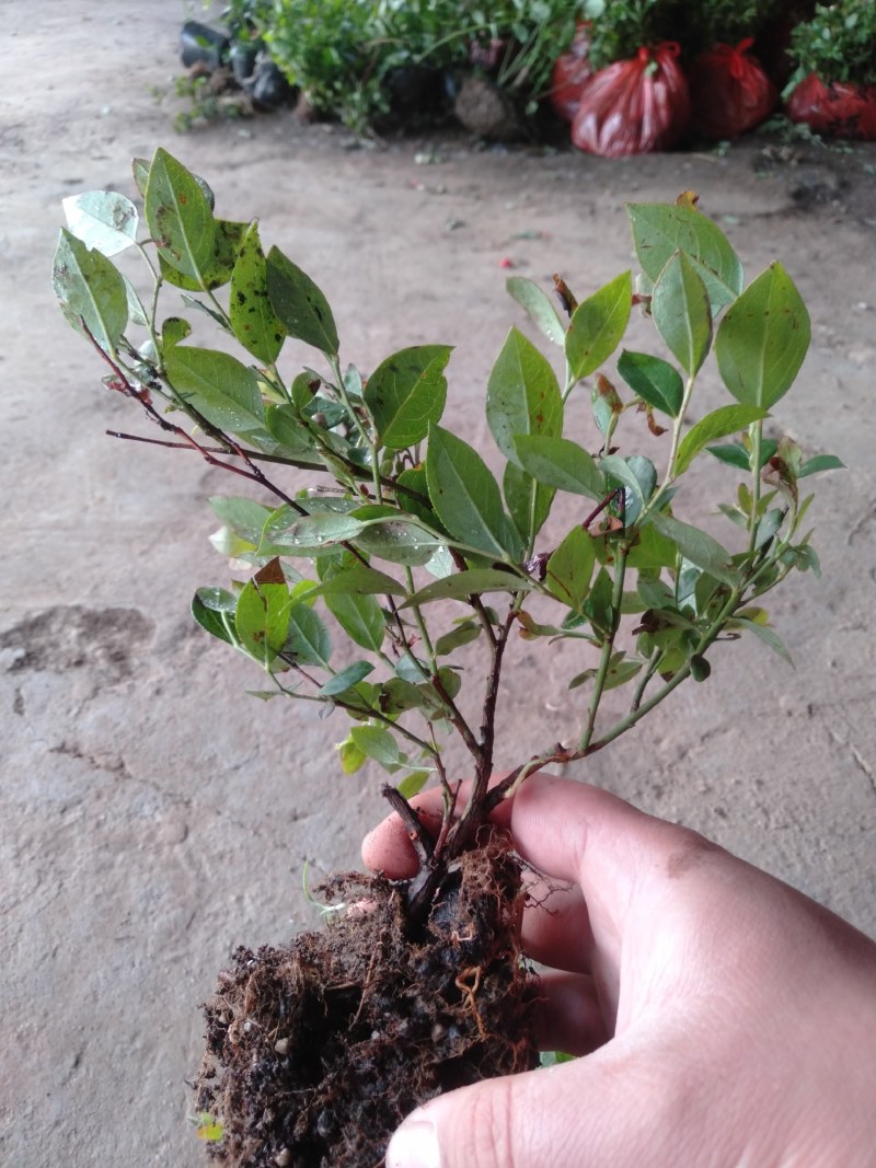 蓝莓果树苗蓝莓苗盆栽地栽果苗大果南北方种植苗兔眼绿宝石果