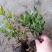 蓝莓果树苗蓝莓苗盆栽地栽果苗大果南北方种植苗兔眼绿宝石果