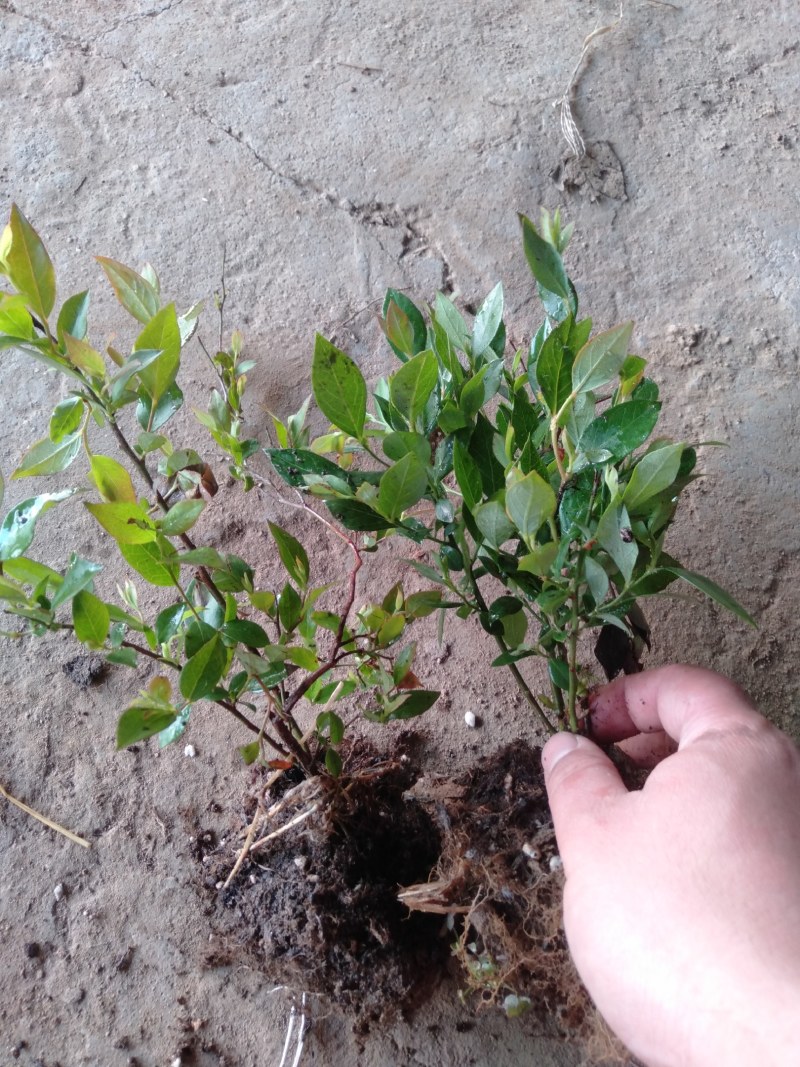 蓝莓果树苗蓝莓苗盆栽地栽果苗大果南北方种植苗兔眼绿宝石果