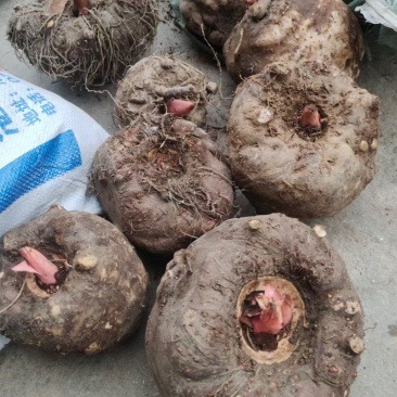 花魔芋做魔芋豆腐专用商品魔芋常年批发零售