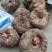 花魔芋做魔芋豆腐专用商品魔芋常年批发零售