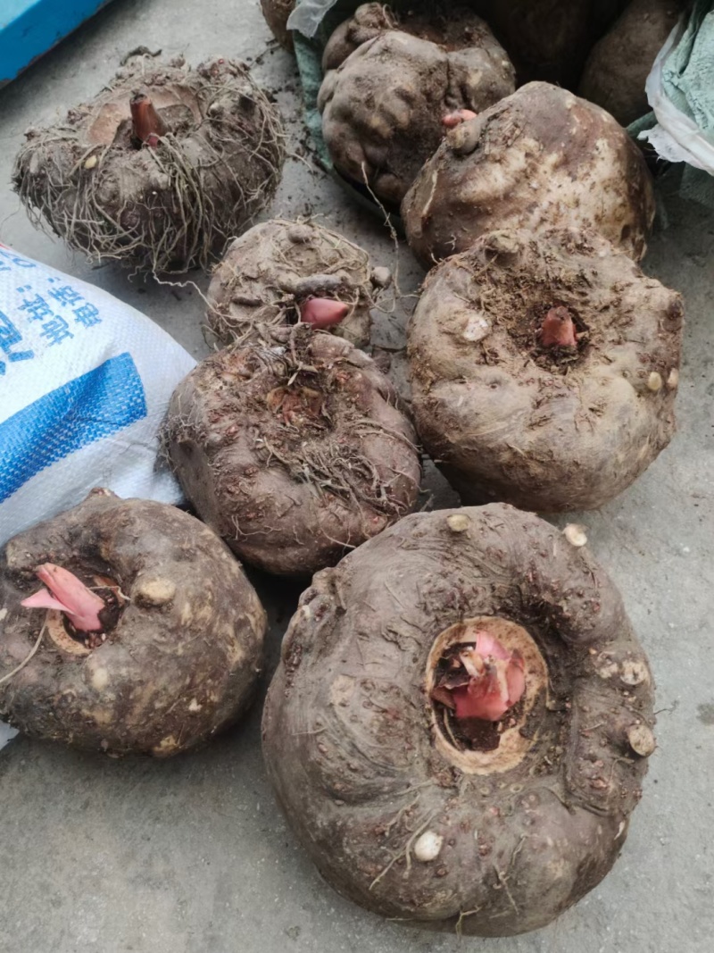 花魔芋做魔芋豆腐专用商品魔芋常年批发零售