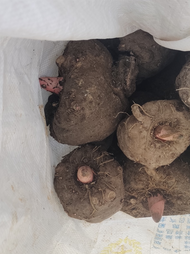 花魔芋做魔芋豆腐专用商品魔芋常年批发零售