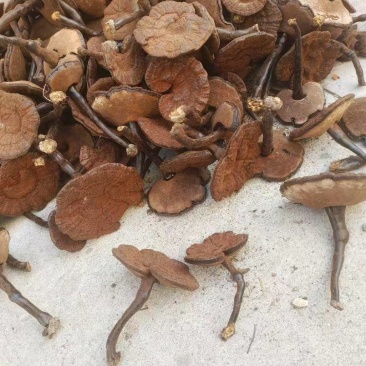 江西不苦紫灵芝。黑灵芝长腿带粉灵芝。产地直发。批发零售