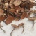 江西不苦紫灵芝。黑灵芝长腿带粉灵芝。产地直发。批发零售