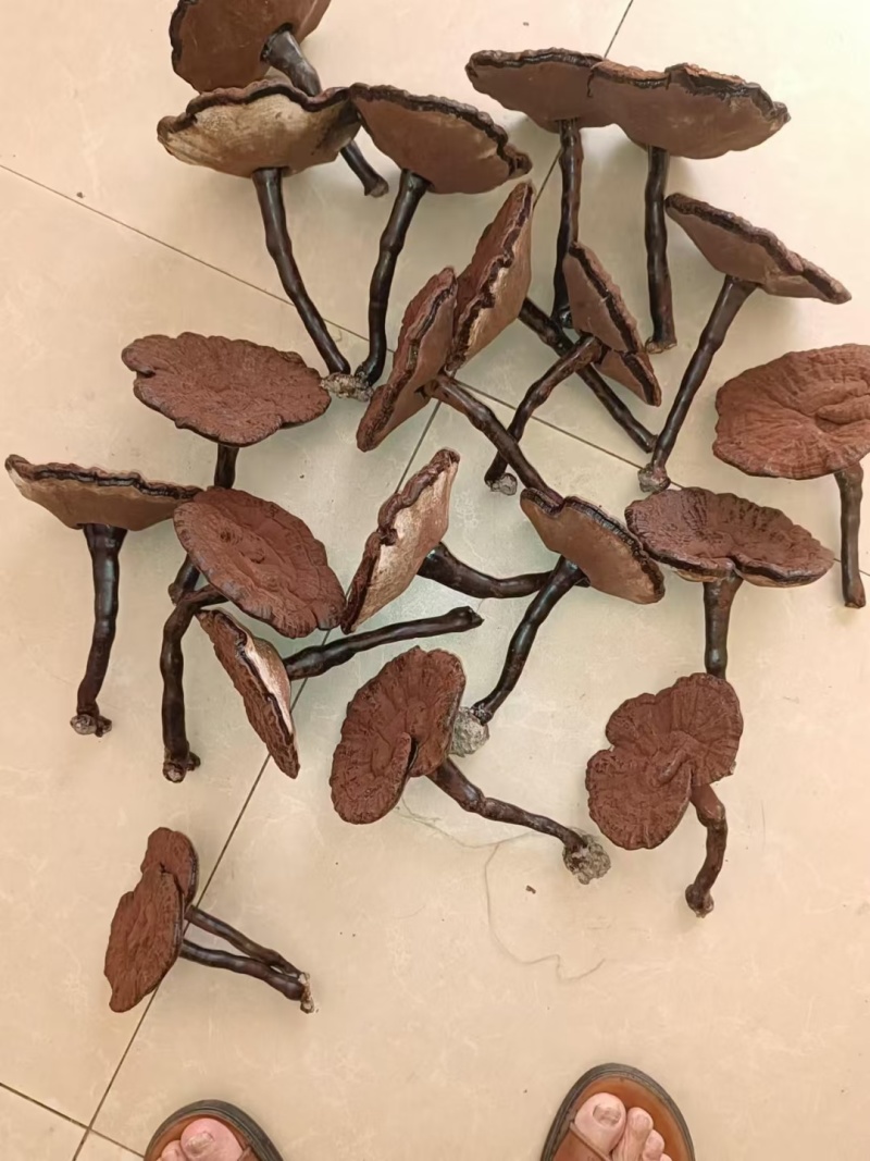 江西不苦紫灵芝。黑灵芝长腿带粉灵芝。产地直发。批发零售