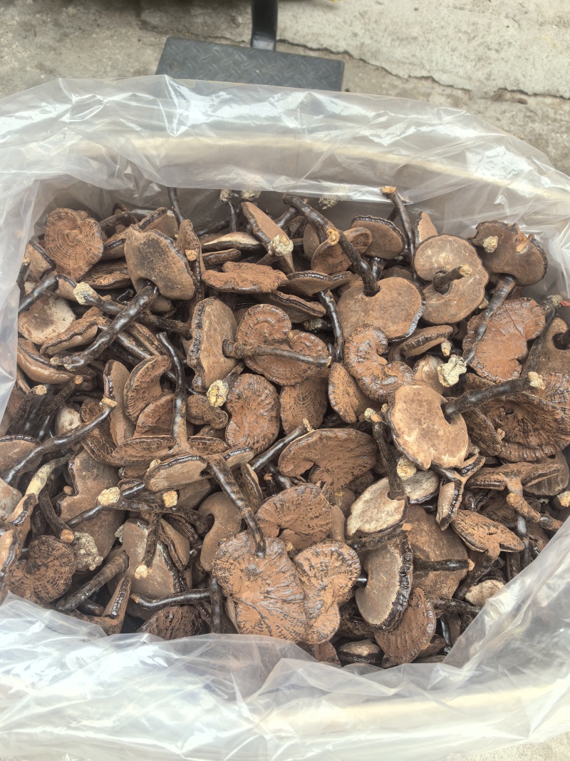江西不苦紫灵芝。黑灵芝长腿带粉灵芝。产地直发。批发零售
