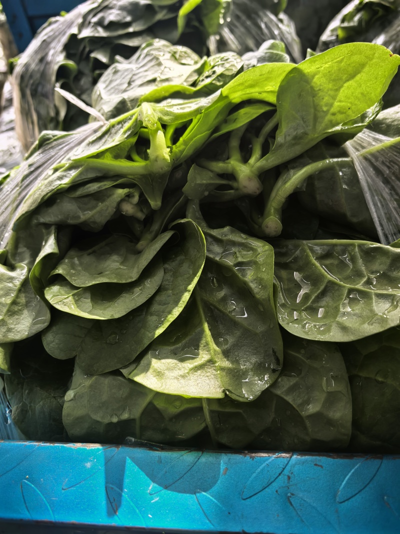 【量大优惠】淮安落葵（木耳菜）品质保障对接全国批发商超