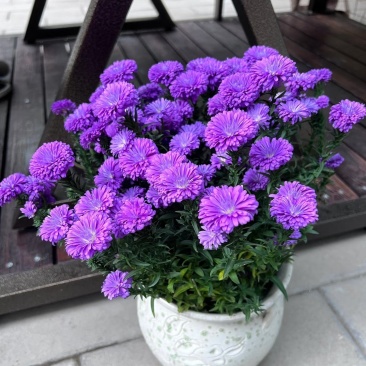翠菊