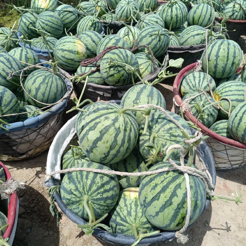 美都西瓜，麒麟西瓜