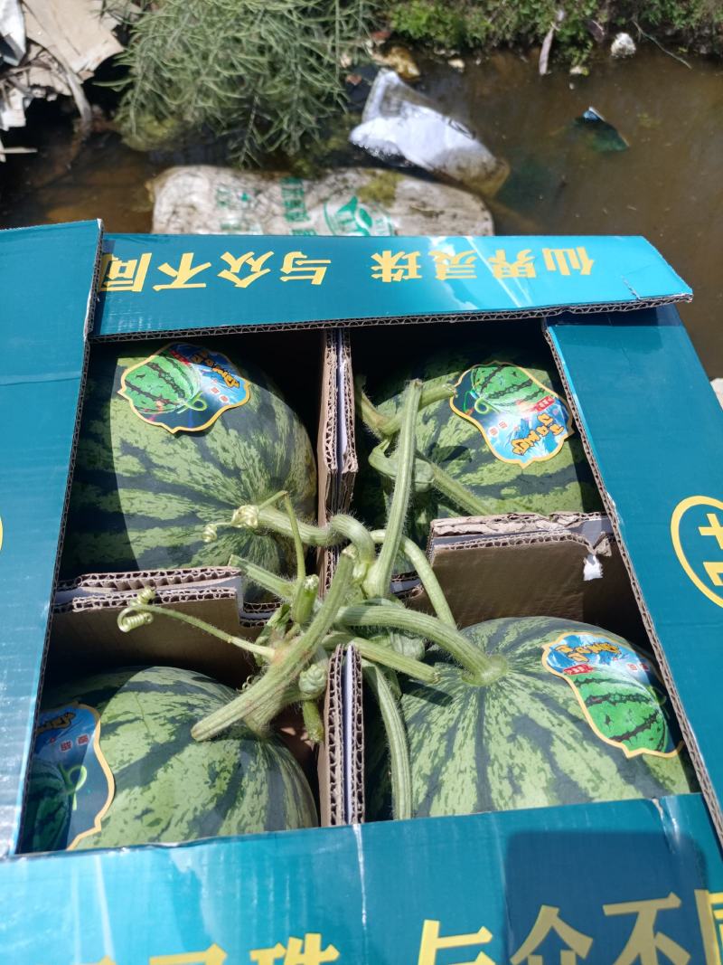 美都西瓜，麒麟西瓜