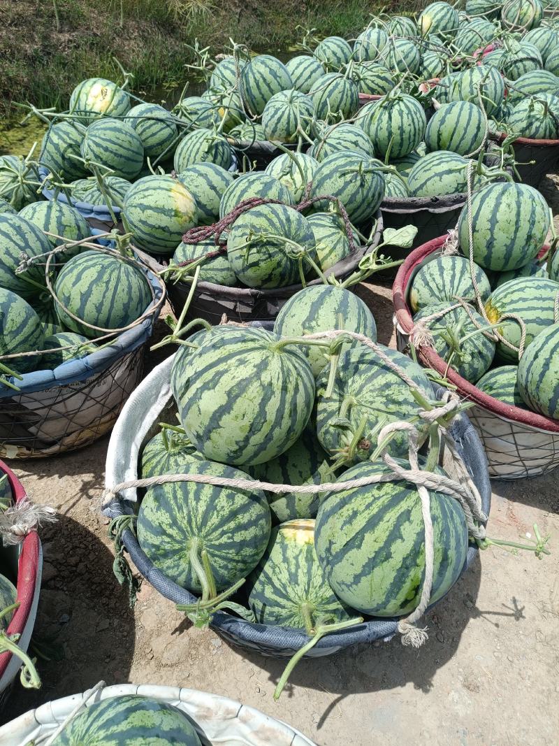 美都西瓜，麒麟西瓜