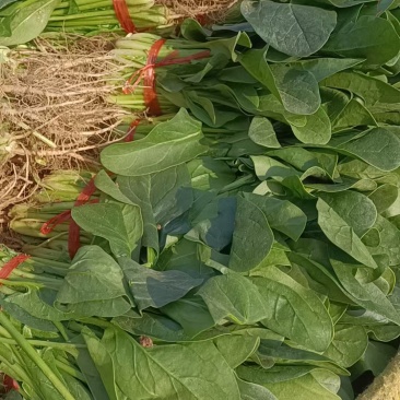 菠菜大量有货