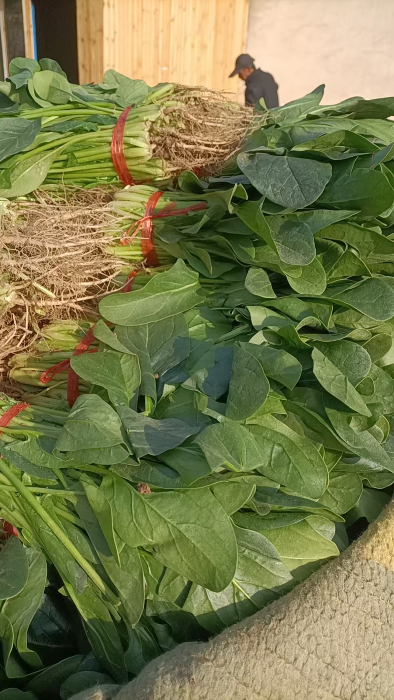 菠菜大量有货