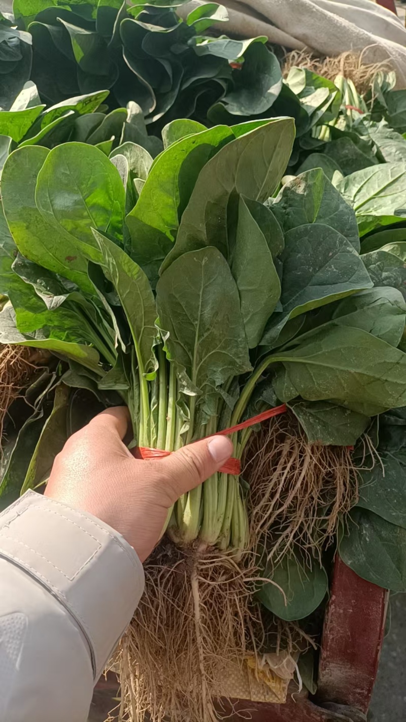 菠菜大量有货