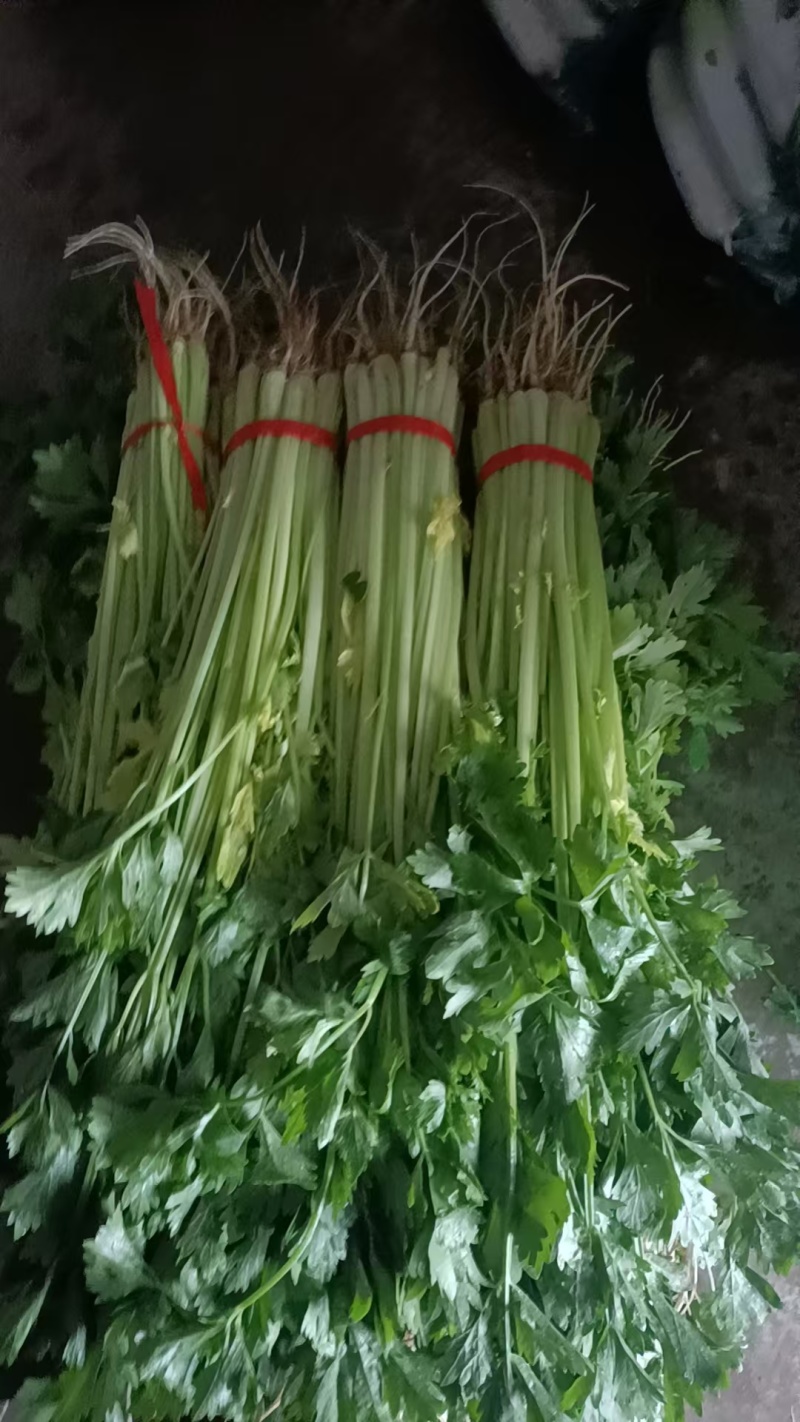 菠菜大量有货