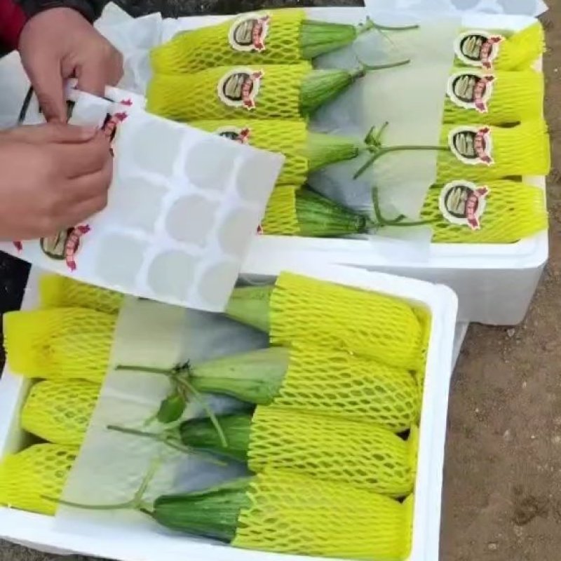 羊角蜜山东产地直发羊角蜜甜瓜量大从优对接市场电商