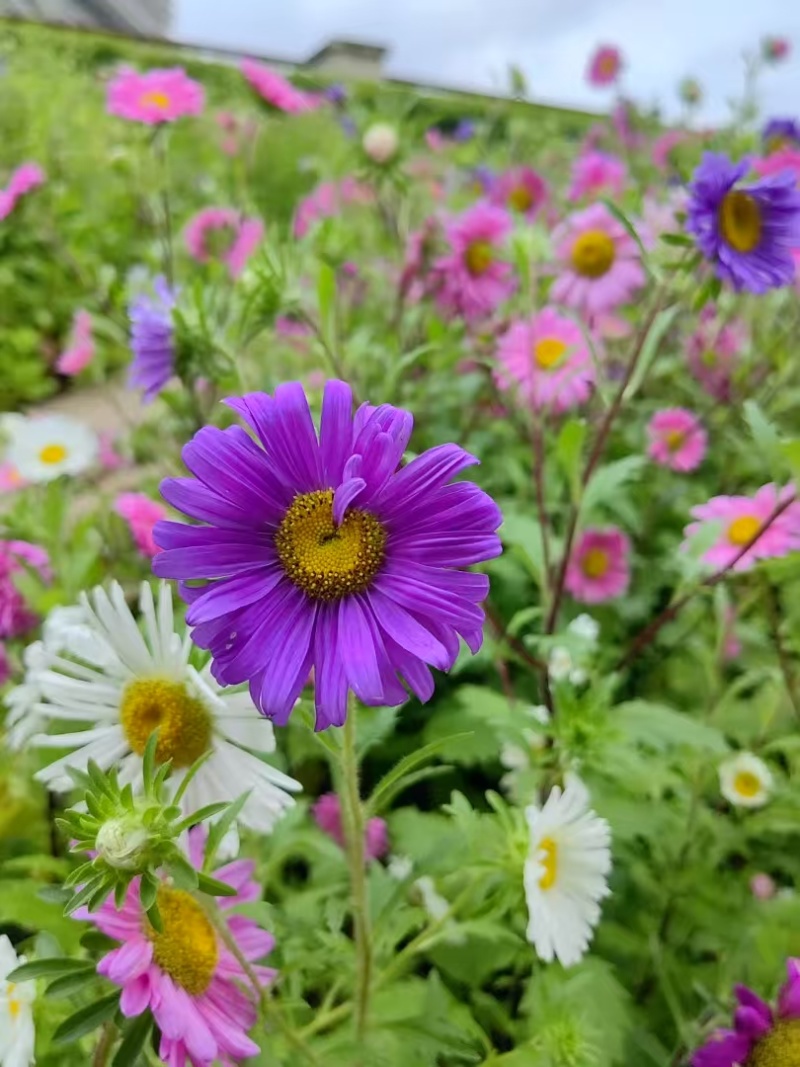 翠菊