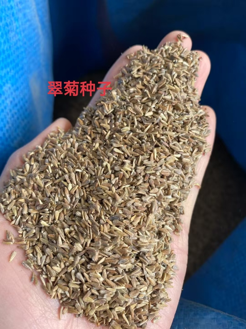 翠菊