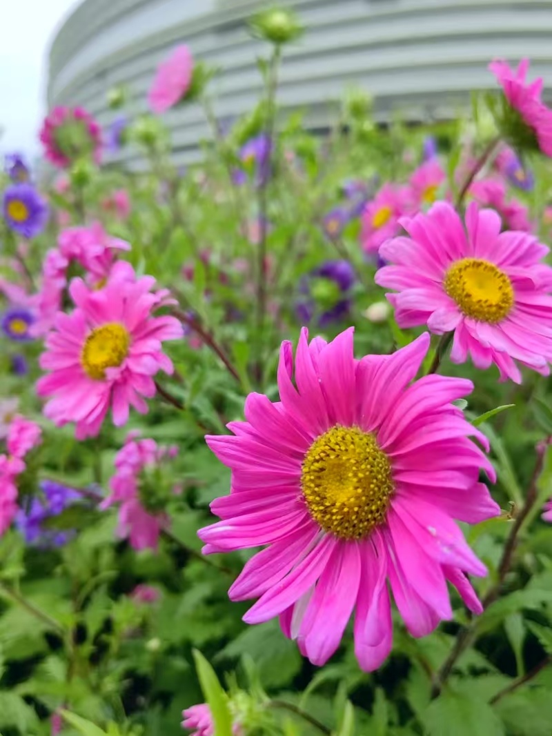 翠菊