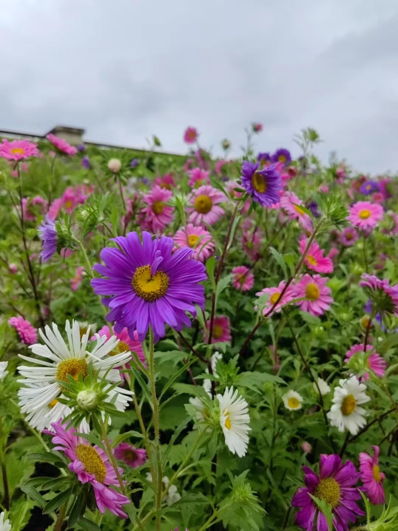翠菊