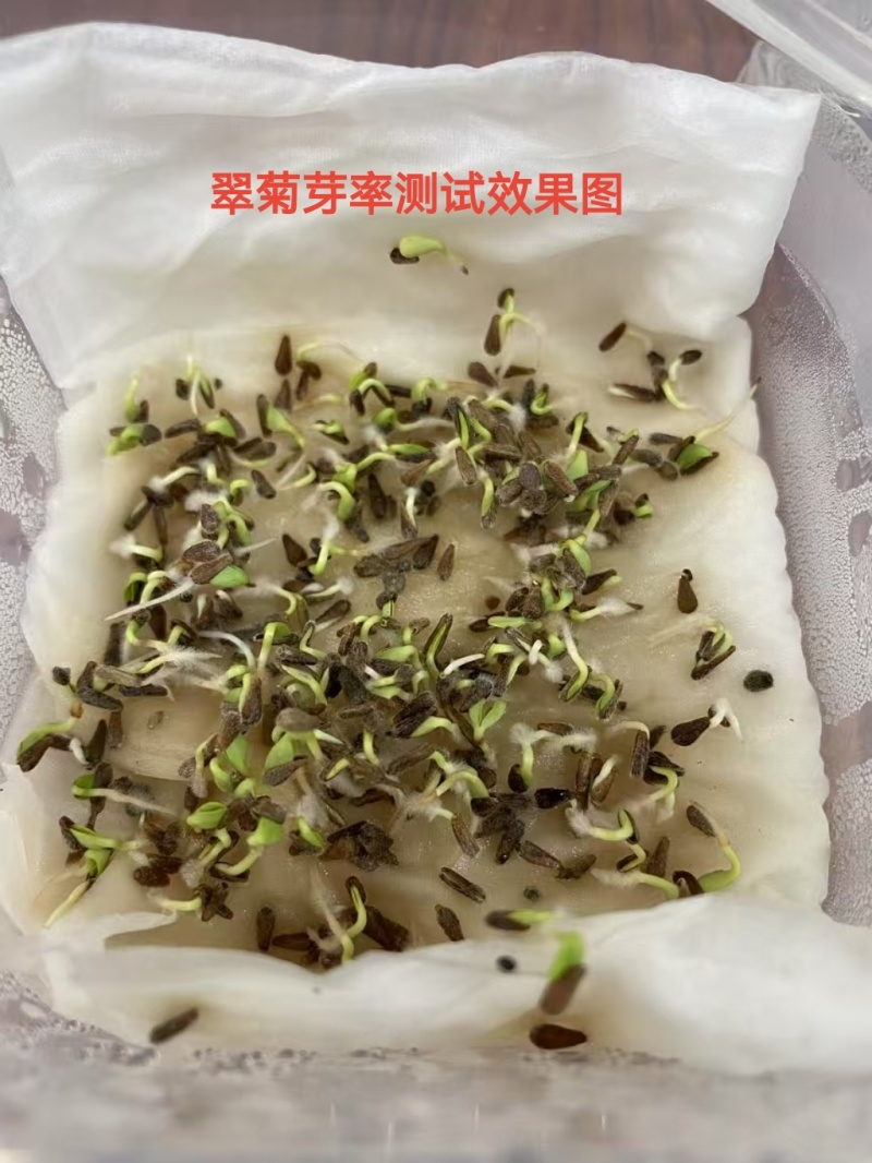 翠菊
