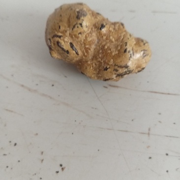 羊宝