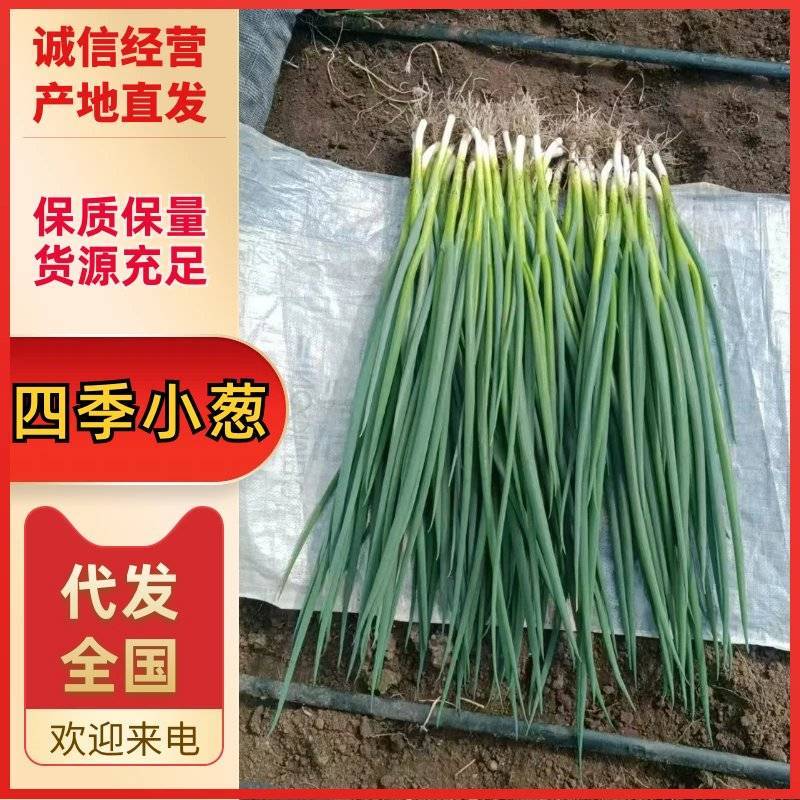 东北吉林精品香葱小葱大量上市量大从优，可视频看货