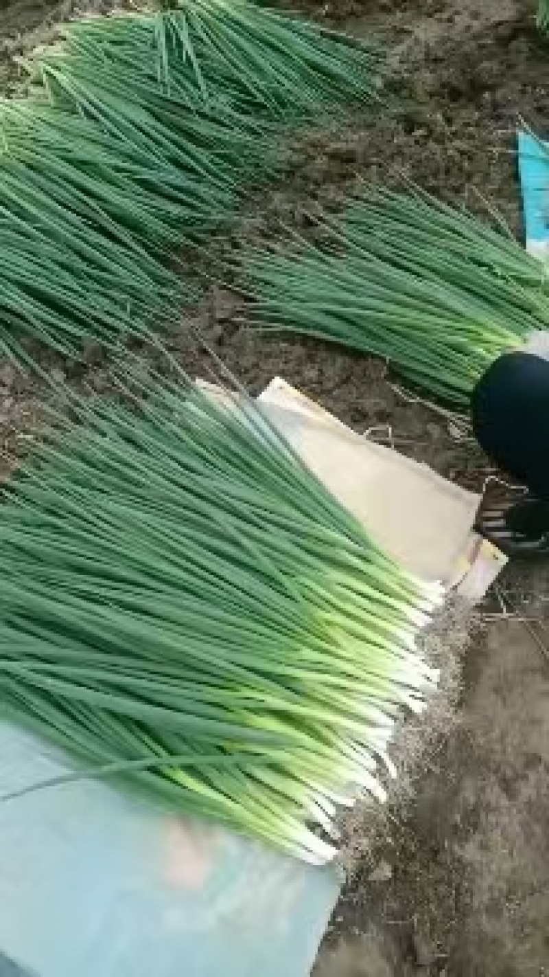 东北吉林精品香葱小葱大量上市量大从优，可视频看货