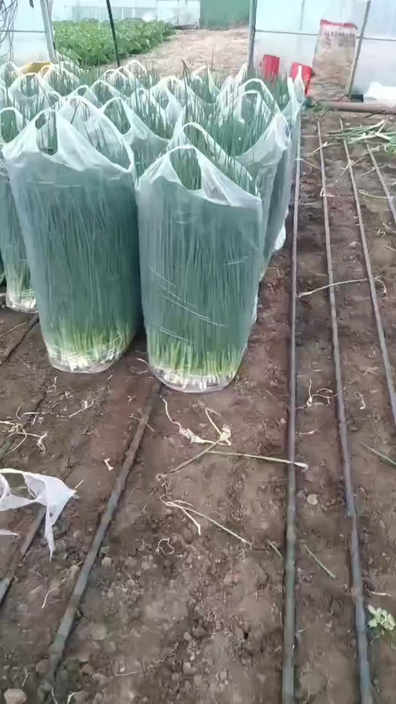 东北吉林精品香葱小葱大量上市量大从优，可视频看货