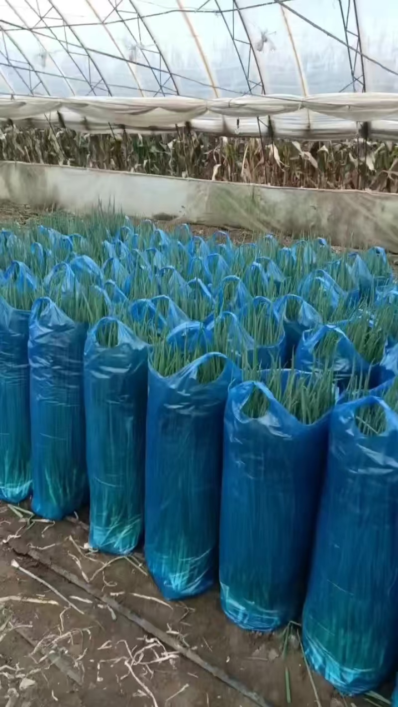 东北吉林精品香葱小葱大量上市量大从优，可视频看货