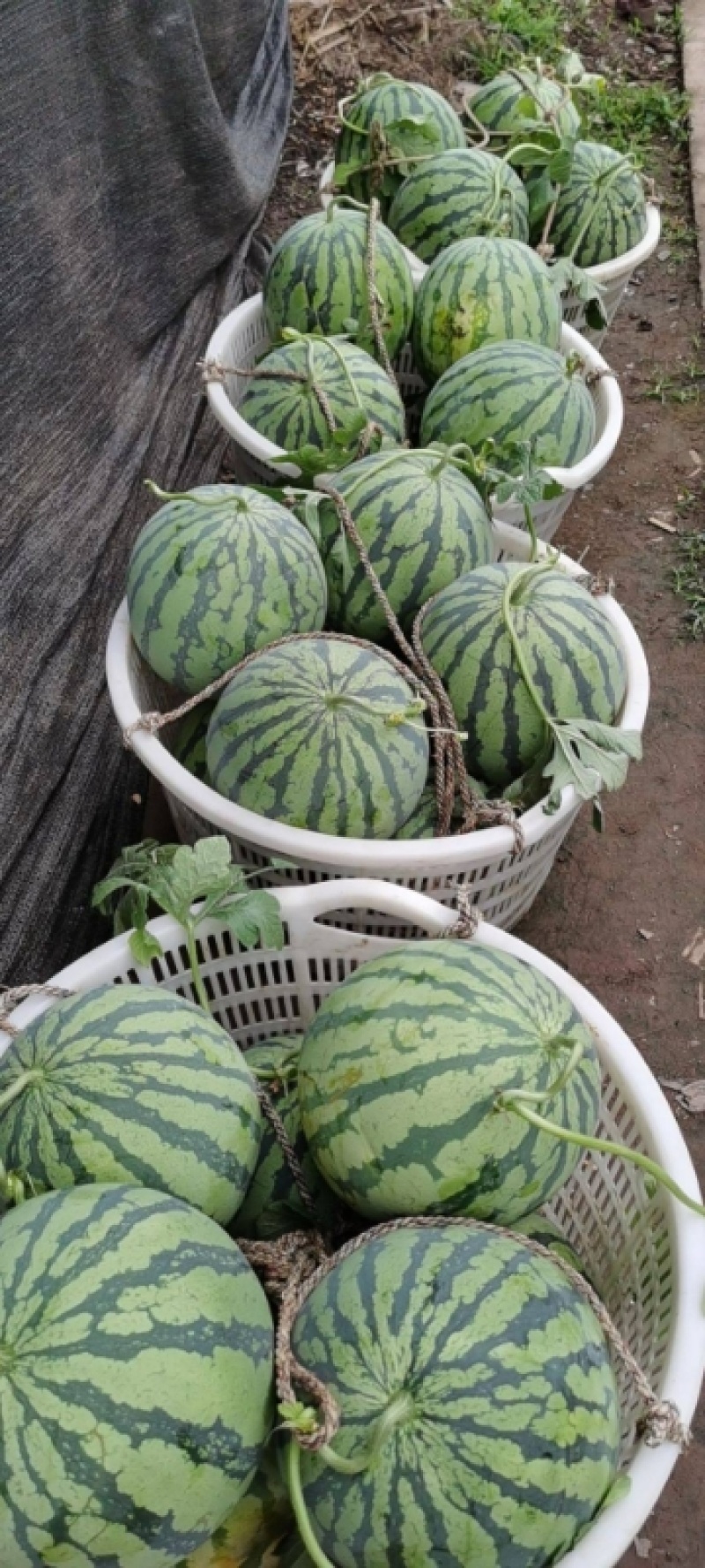 《推荐》西瓜精品美都西瓜大量上市产地直供量大从优