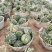 《推荐》西瓜精品美都西瓜大量上市产地直供量大从优