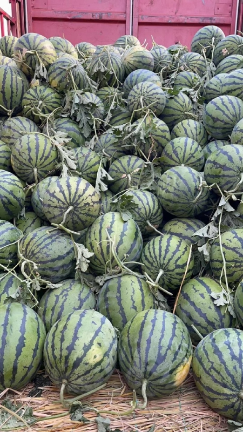 《推荐》西瓜精品美都西瓜大量上市产地直供量大从优