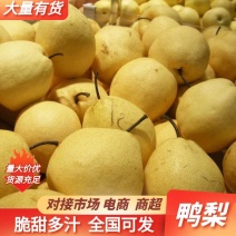 精品鸭梨大量有货产地直销口感好