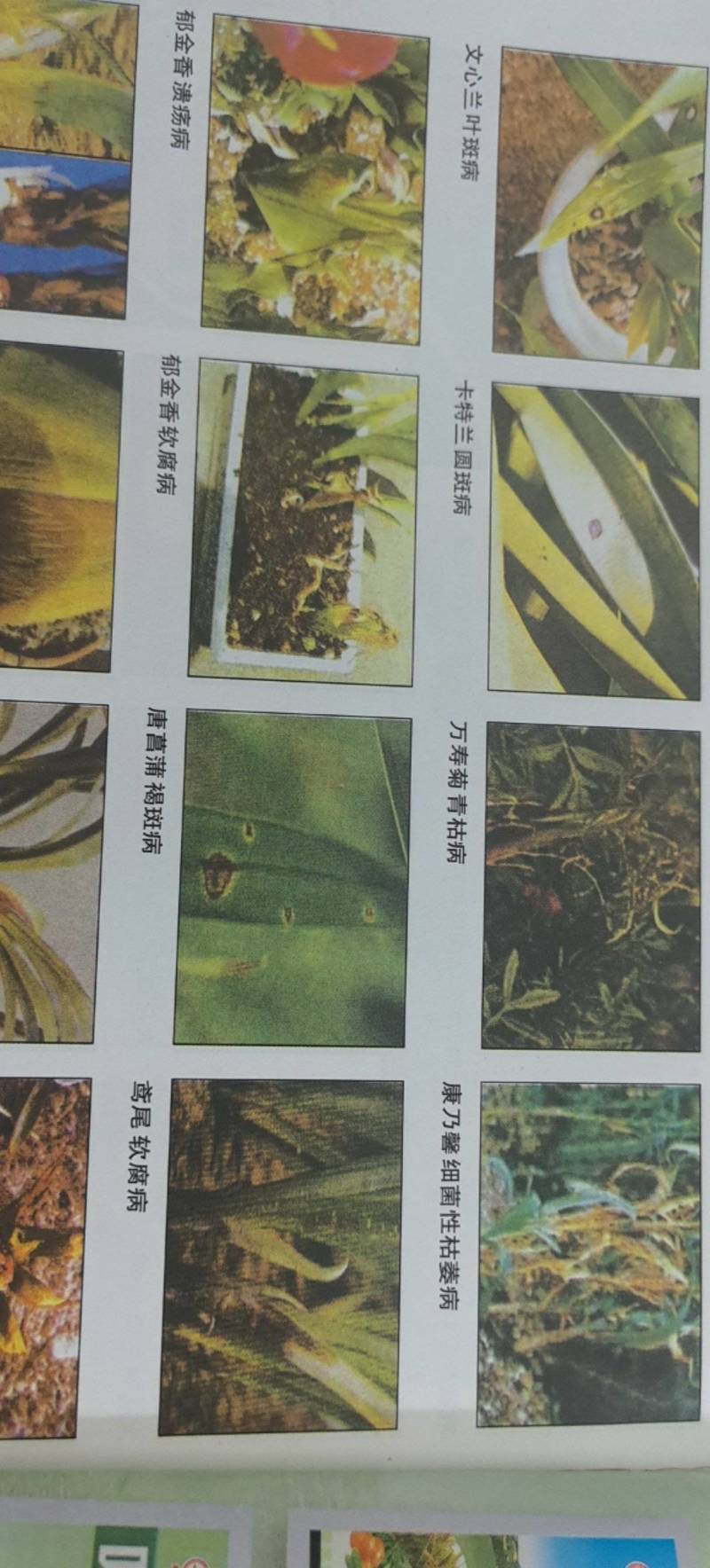 噻菌铜柑橘溃疡病软腐病叶斑病水稻细菌性条斑病杀菌剂龙克均