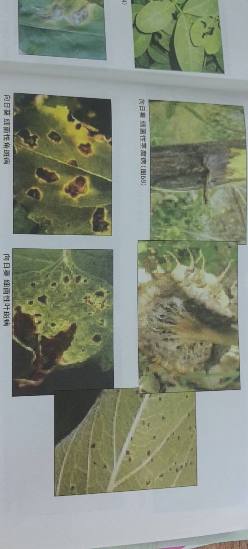 噻菌铜柑橘溃疡病软腐病叶斑病水稻细菌性条斑病杀菌剂龙克均