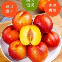 油桃金蕾曙光中油19/16系列市场批发电商出口外贸