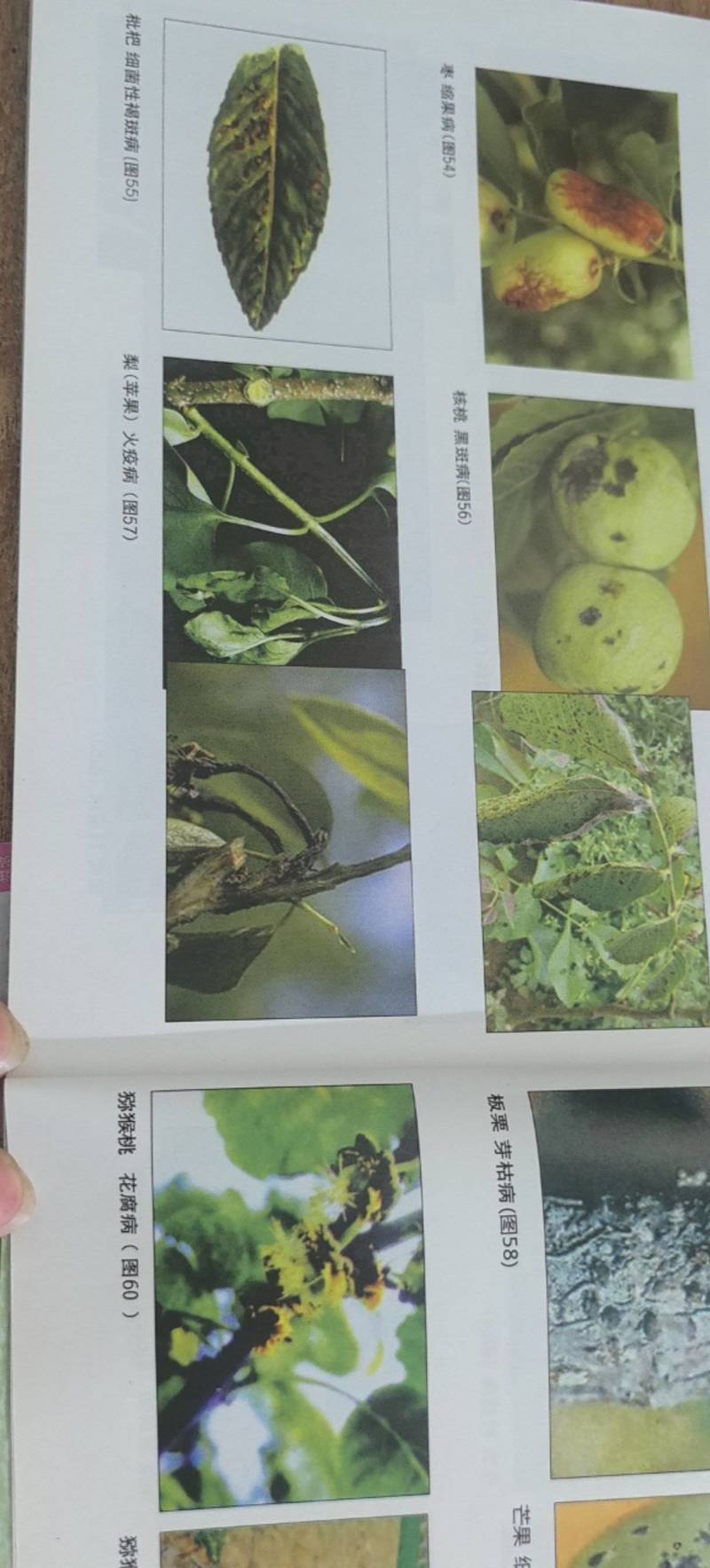 噻菌铜柑橘溃疡病软腐病叶斑病水稻细菌性条斑病杀菌剂龙克均