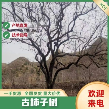 【热】河北古柿子树5-60公分，货量充足价格优惠，可发全国~
