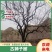 【热】河北古柿子树5-60公分，货量充足价格优惠，可发全国~