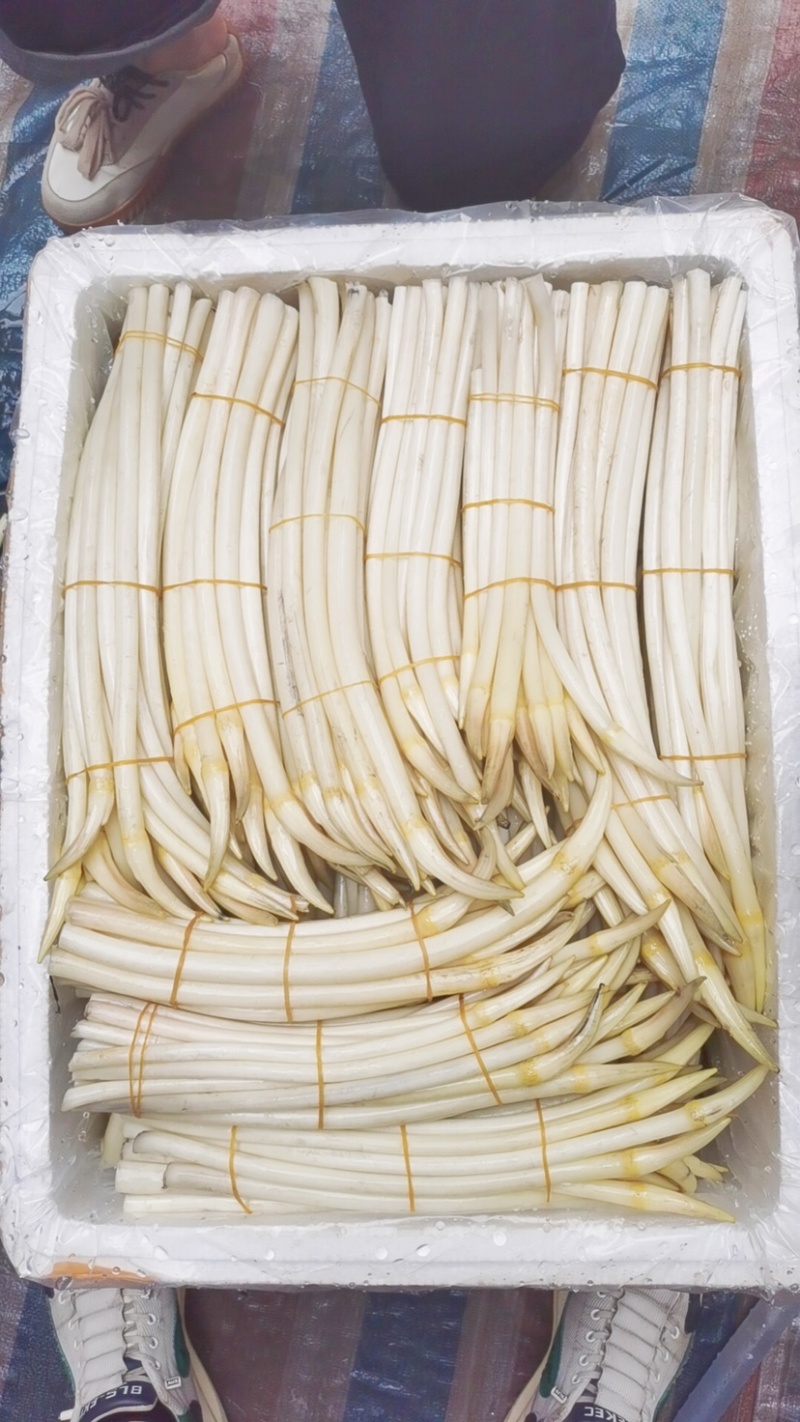 湖北仙桃藕带，诚信经营，保证质量，主营b货和真空包