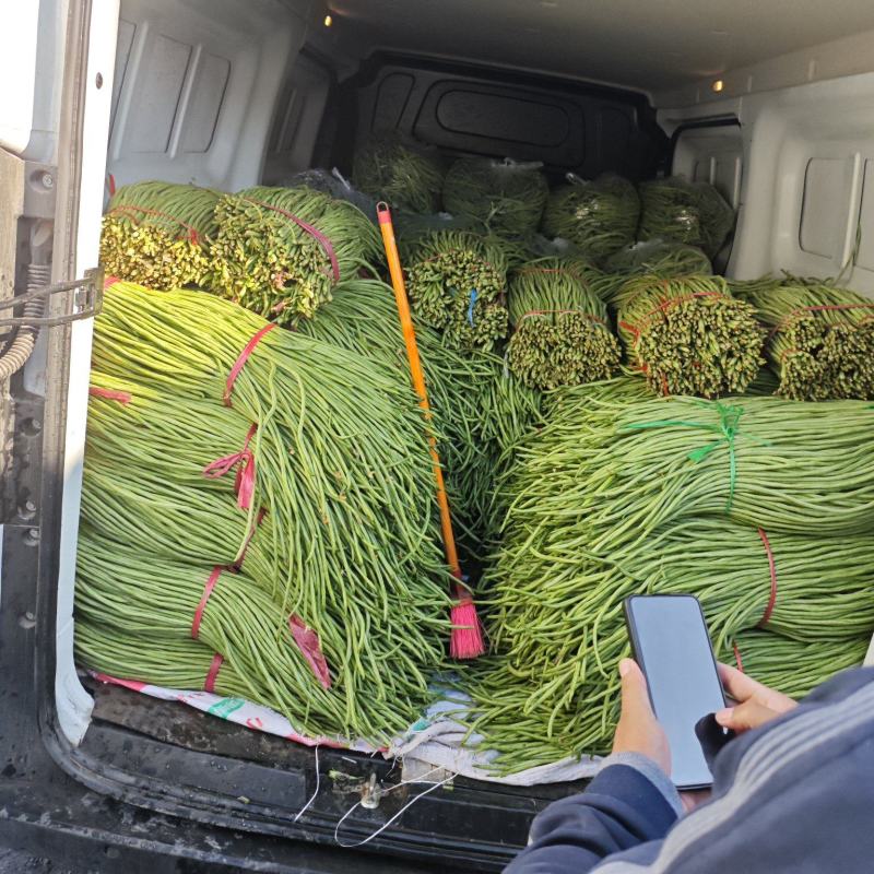 精品青州长豆角大量上市中，欢迎采购
