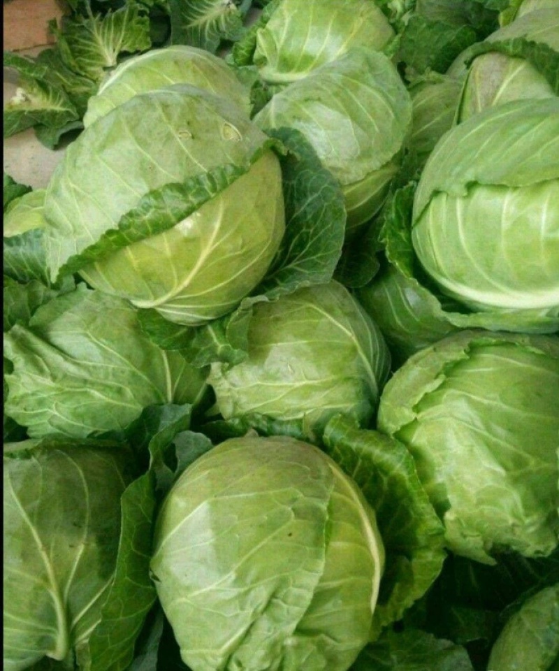 【精选】甘蓝精品圆包菜大量上市货源充足全国发货