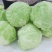 【精选】甘蓝精品圆包菜大量上市货源充足全国发货